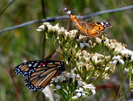 Butterflies