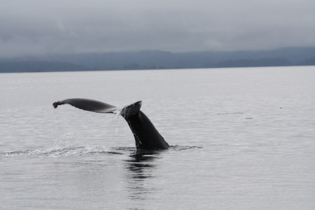 Diving