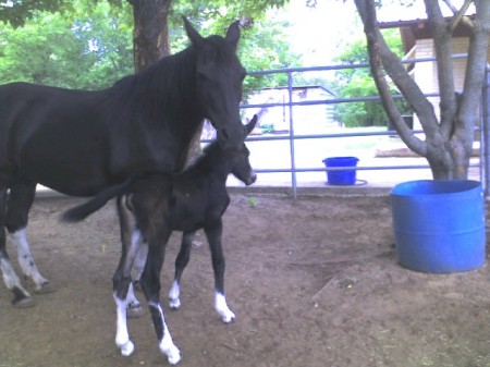 Cheyenne & Mule Baby!