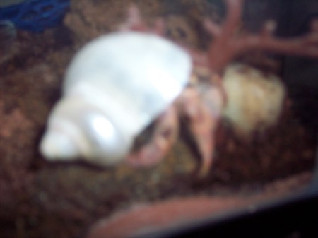 Violet our hermit tree crab