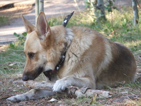 Lacey and her stick