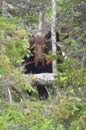 Moose on the loose on Cabot Trail