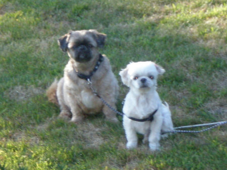 My Dogs Princess & Casper Summer 08