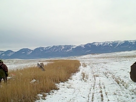 falconry hunt in Montana, photo #9