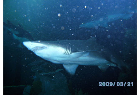 shark resize1