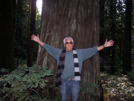 Redwoods of Calif