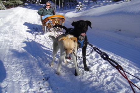 dog sled