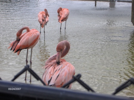 Pink Flamingos