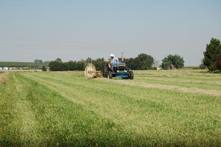 Raking hay.