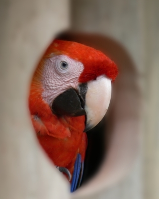 Scarlet Macaw - northern Costa Rica