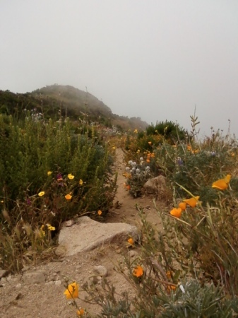 trail walking in the clouds gsp