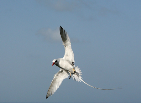 Red-billed Tropic Bird, Trinidad