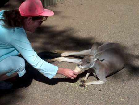 Feeding a kangaroo, Featherdale Park AU