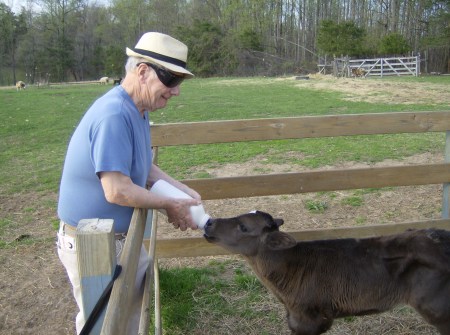 Granpa feeding the new calf
