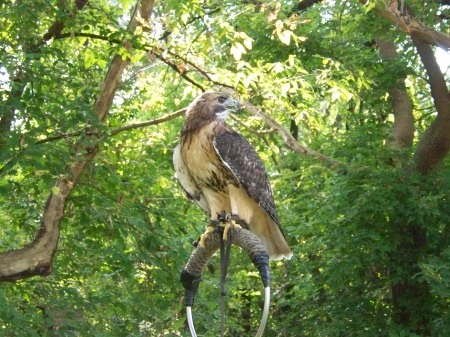 maggie the redtail hawk