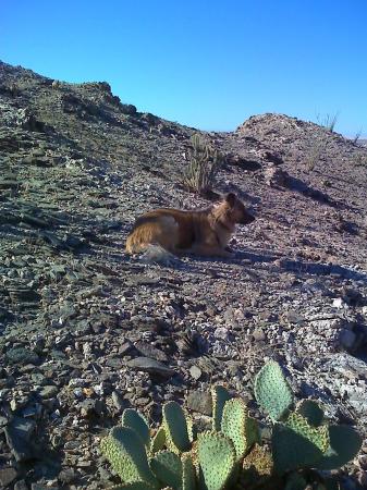 My semi-domestic coyote en situ