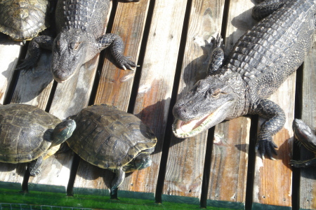 Gatorland, ETC 021