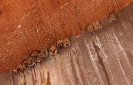 Our resident bats