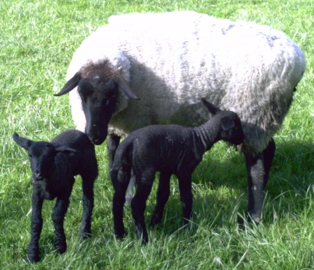 Lambs from the past