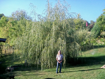 A strange willow, 10-09 and me