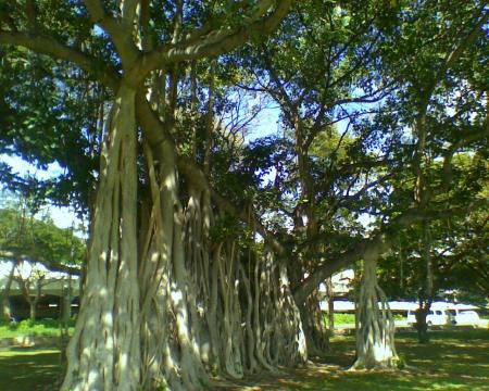 Ficus Tree - Ala Moana Park - Honolulu