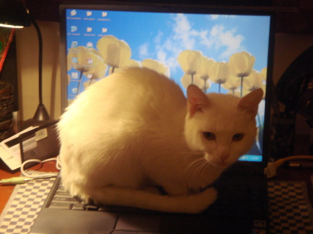 cat and pc:  companions.
