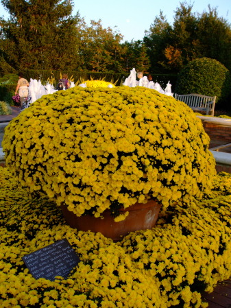 Yellow flowers galore