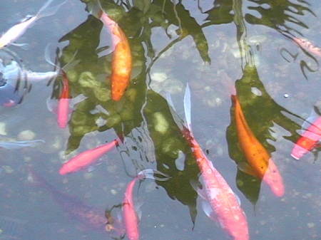 Our fishpond is always a busy place