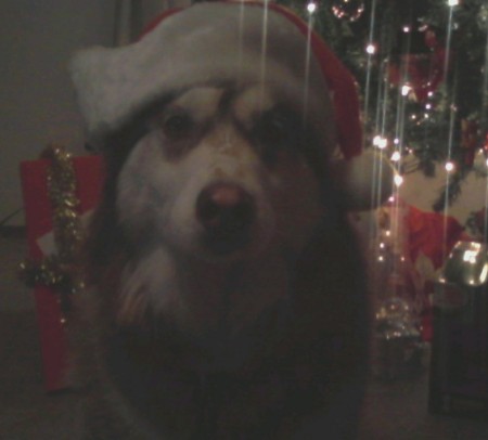 Christmas Time For Bailey