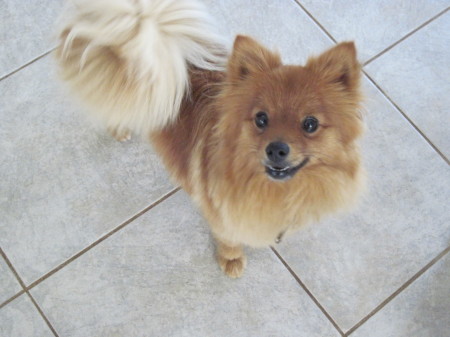 Our Pomeranian, Isabella