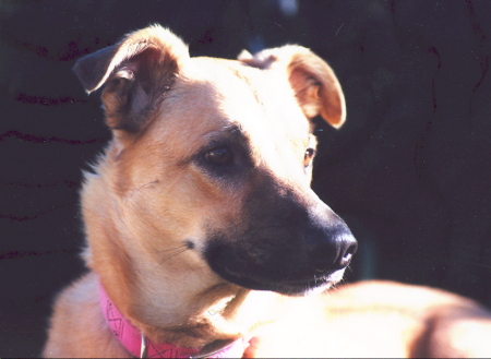 Shephard Retriever