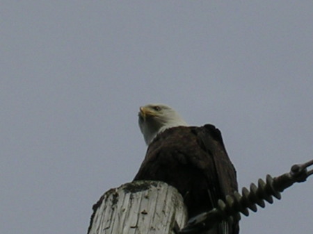 Eagle