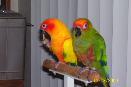 My Conures (Aratingas, South American Parrots)