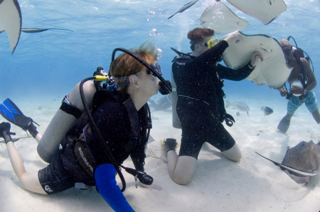 Stingray City, Cayman Islands