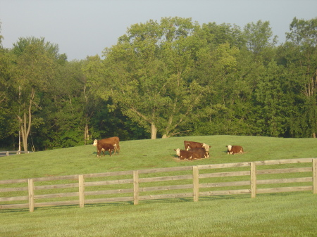 My cows on my farm.