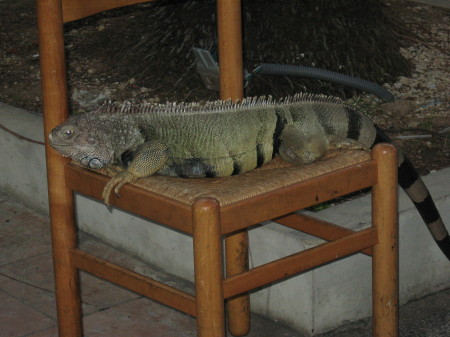 Puerto Rico Iguana