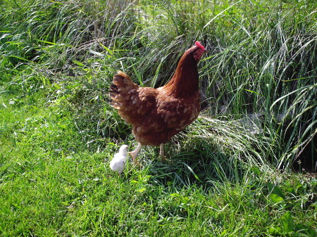 chicken in the grass