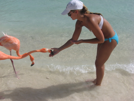 Feeding Flamingos in Aruba