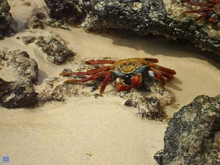 Sally Lightfoot Crab in Galapagos