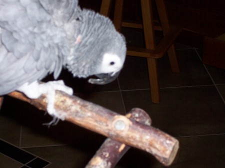 Chiquita, our African Grey Parrot