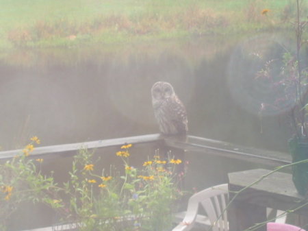 Owl stopped by for a lunch of creyfish