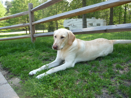 My Dog Lilly (Spring 2009)