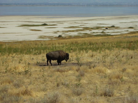 Antelope Island