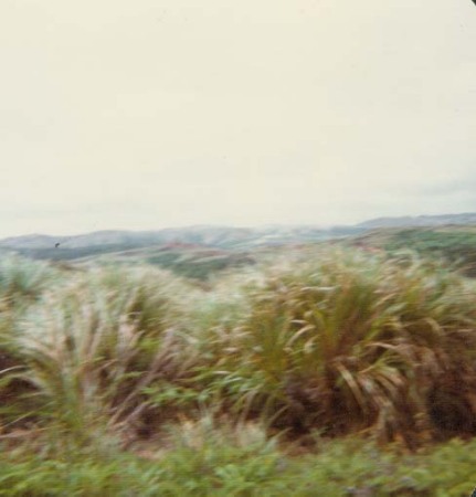 Guam Razor Grass
