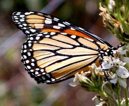 Monarch