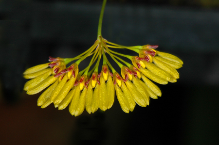 Cirrhopetalum sulfurea (Orchidaceae)