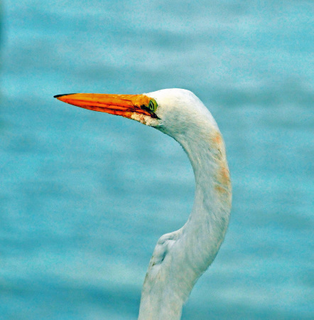 Great White Egret