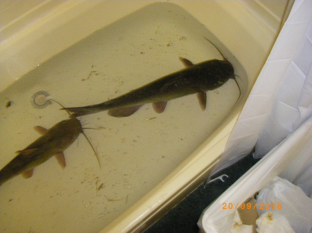 Catfish I caught two 10/14/2009