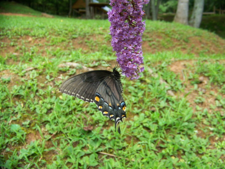 butterflies and butterfly bushes