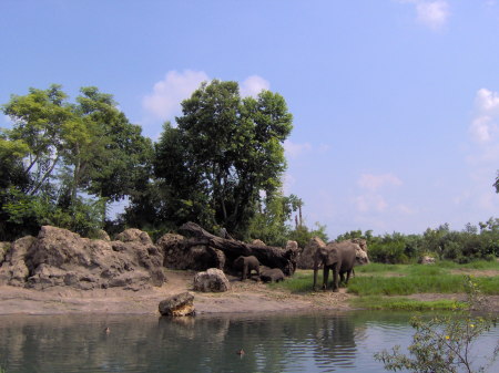 Animal Kingdom_018